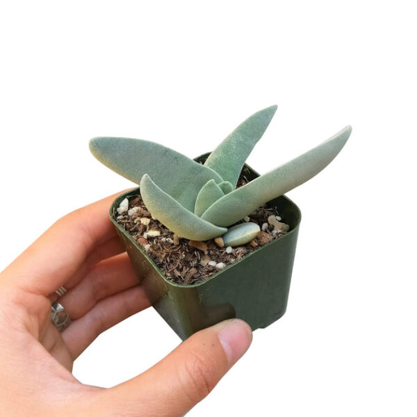 Crassula Falcata Propeller Plant - Image 8