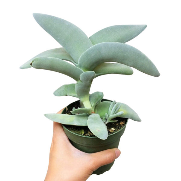 Crassula Falcata Propeller Plant - Image 3