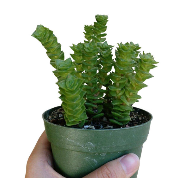 Crassula Green Pagoda - Image 3