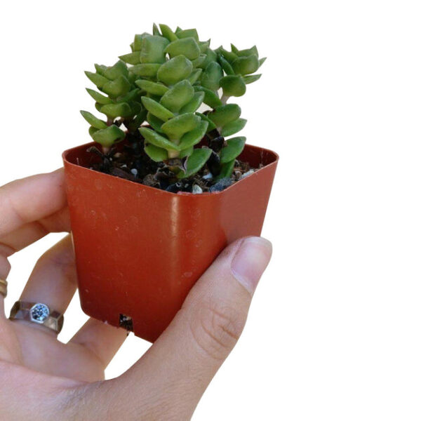 Crassula Green Pagoda - Image 6
