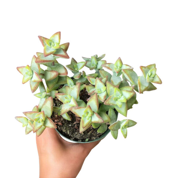 Crassula High Voltage - Image 6
