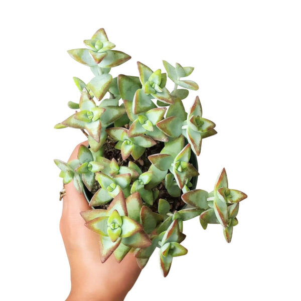 Crassula High Voltage - Image 7