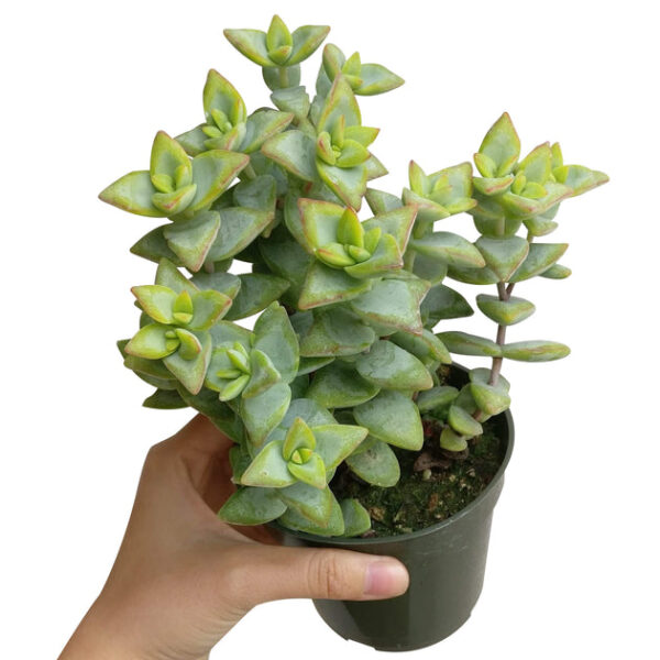 Crassula High Voltage - Image 8