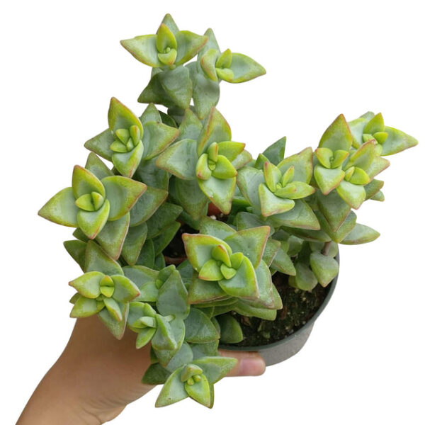 Crassula High Voltage - Image 9