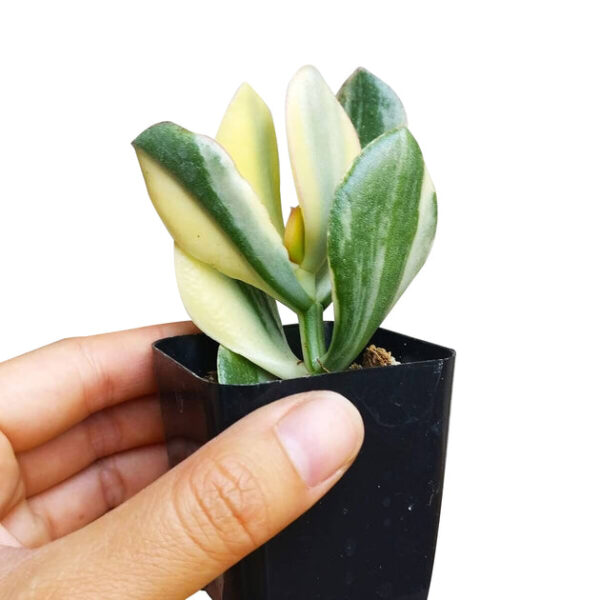 Crassula Hummel’s Sunset - Image 4