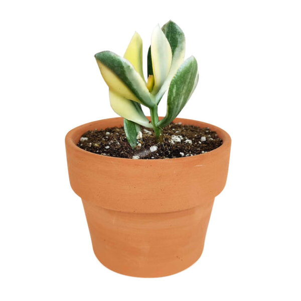 Crassula Hummel’s Sunset - Image 7