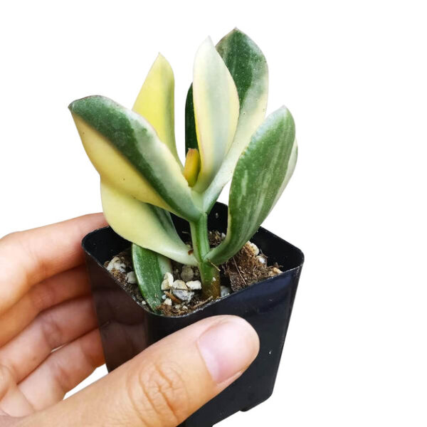 Crassula Hummel’s Sunset - Image 5