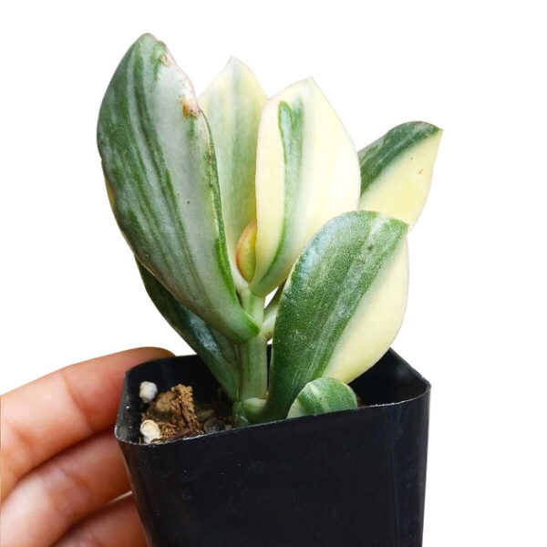 Crassula Hummel’s Sunset - Image 6