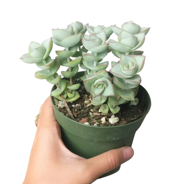 Crassula Ivory Towers - Image 4