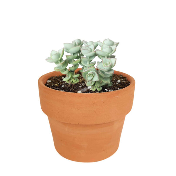Crassula Ivory Towers - Image 8