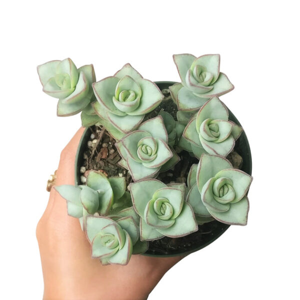Crassula Ivory Towers - Image 5