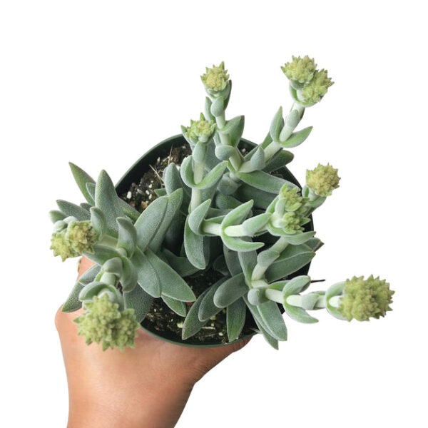 Crassula Mesembryanthemoides Tenelli - Image 6
