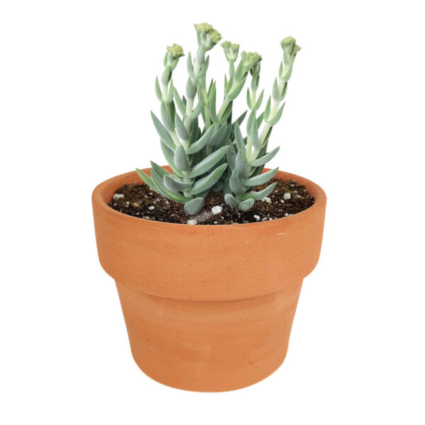 Crassula Mesembryanthemoides Tenelli - Image 8