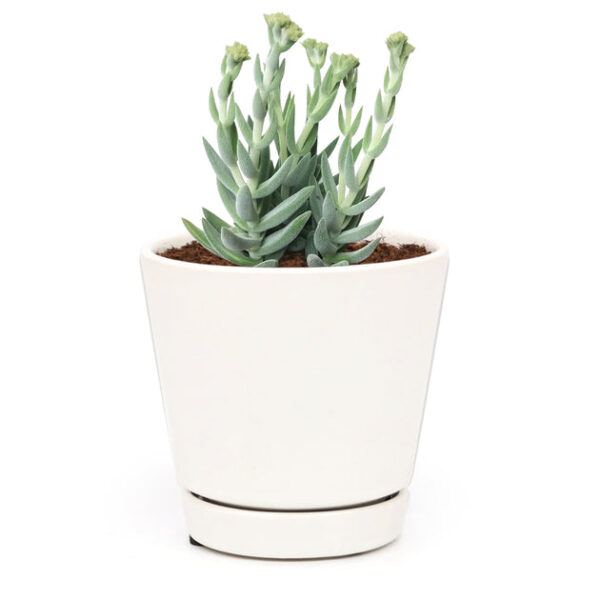Crassula Mesembryanthemoides Tenelli - Image 9
