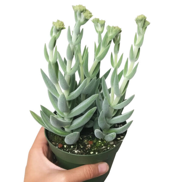 Crassula Mesembryanthemoides Tenelli - Image 7