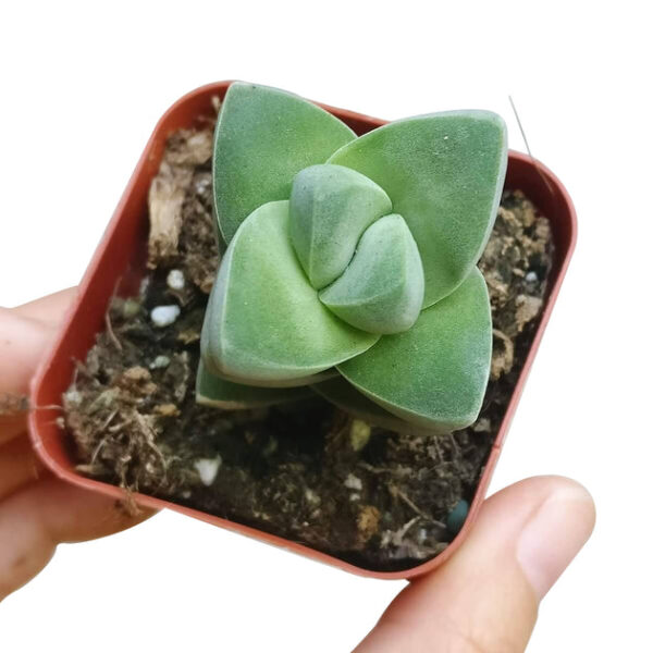 Crassula Moonglow Succulent - Image 6