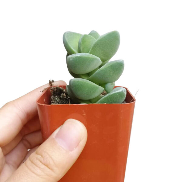 Crassula Moonglow Succulent - Image 7