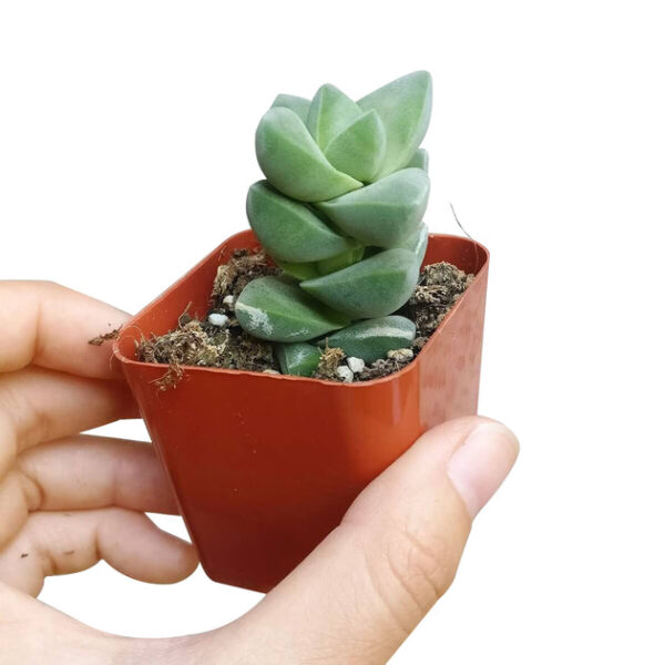 Crassula Moonglow Succulent - Image 8