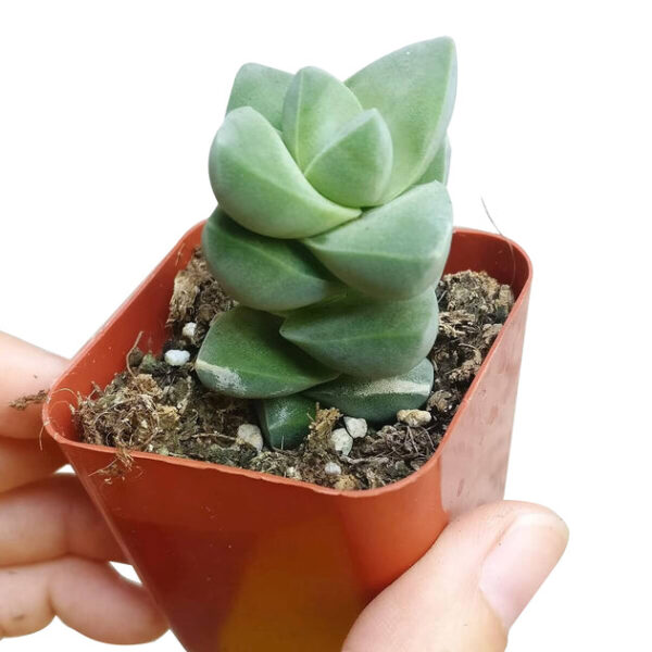 Crassula Moonglow Succulent - Image 9