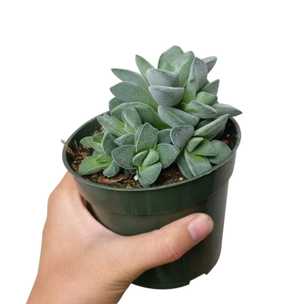 Crassula Morgan hybrid w. Silver Springtime - Image 9