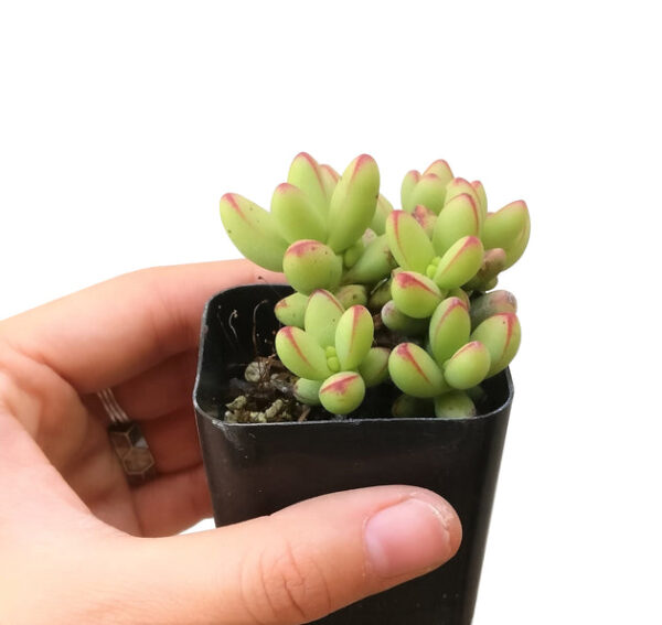 Crassula nudicaulis var. herrei - Image 3