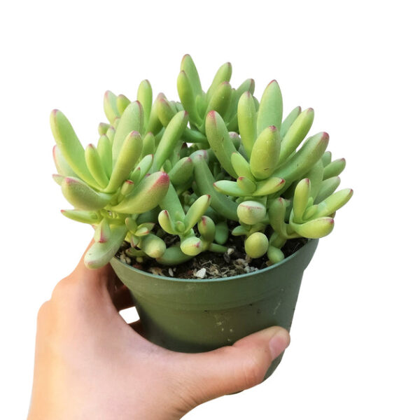 Crassula nudicaulis var. herrei - Image 6
