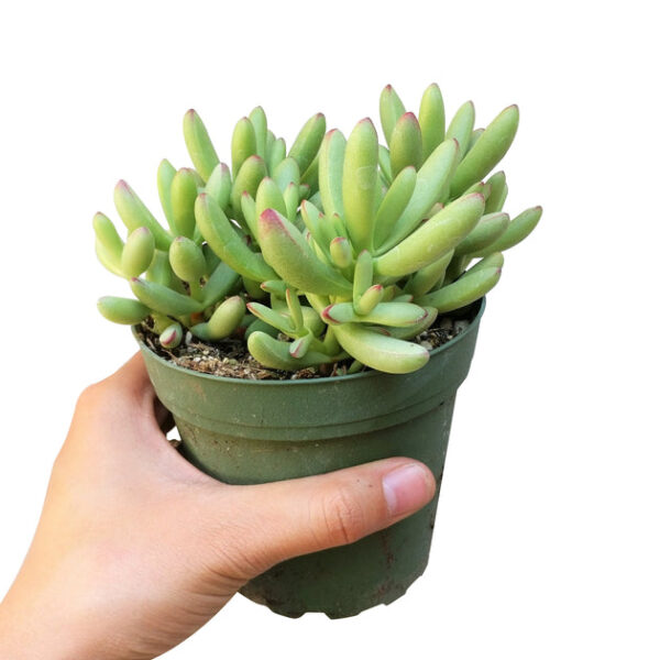Crassula nudicaulis var. herrei - Image 8