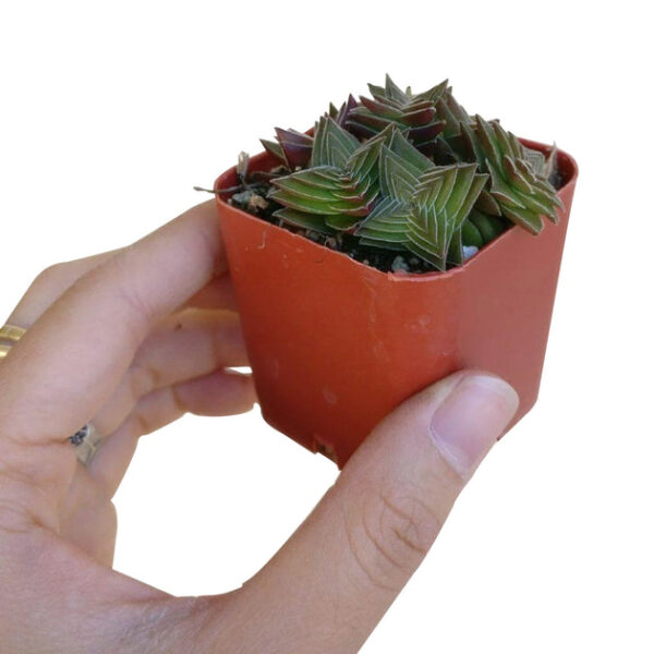 Crassula Pagoda Village - Image 6