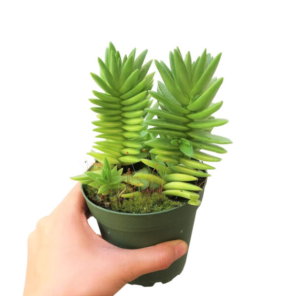 Crassula Red Pagoda Shark Tooth - Image 6