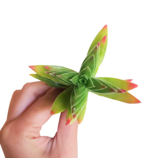Crassula Red Pagoda Shark Tooth - Image 8