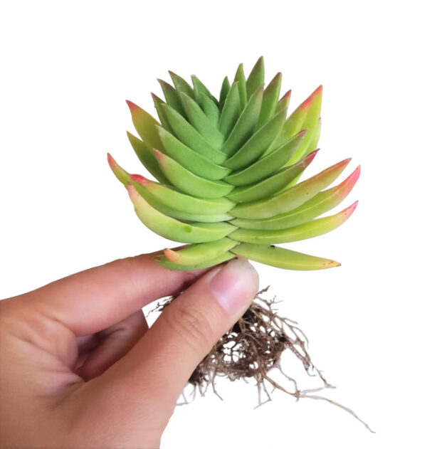 Crassula Red Pagoda Shark Tooth - Image 7