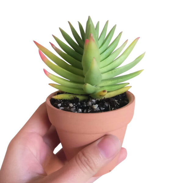 Crassula Red Pagoda Shark Tooth - Image 5