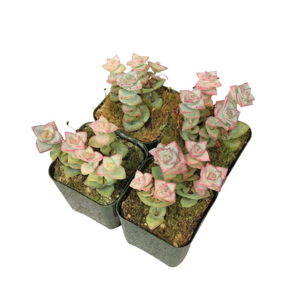 Crassula Tom Thumb Perforata - Image 5