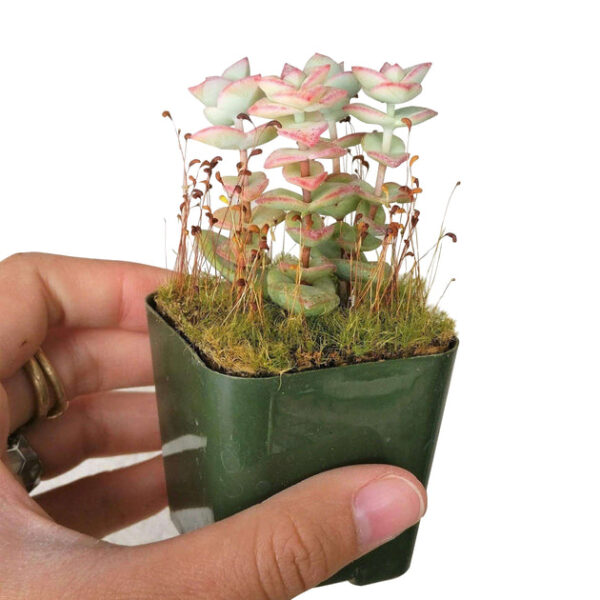 Crassula Tom Thumb Perforata - Image 4