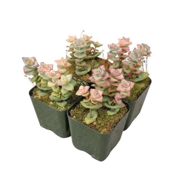 Crassula Tom Thumb Perforata - Image 6
