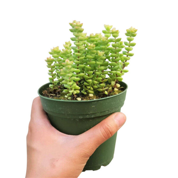Crassula Tom Thumb Perforata - Image 8