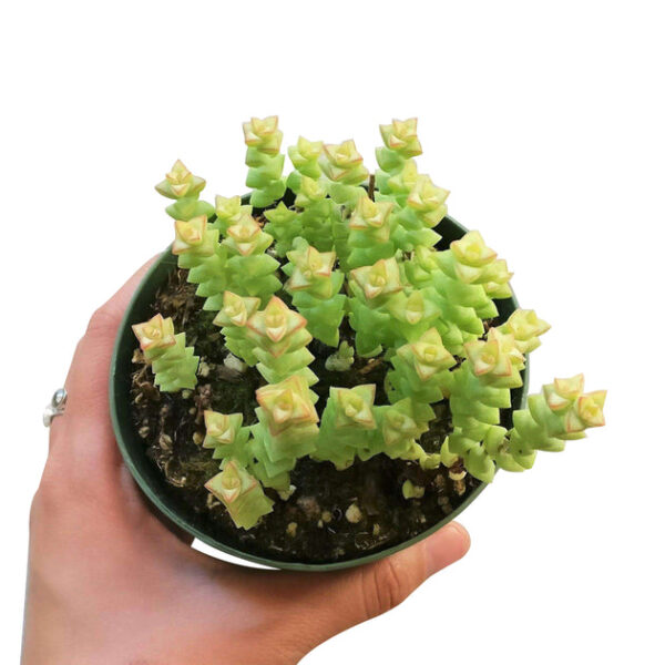 Crassula Tom Thumb Perforata - Image 9