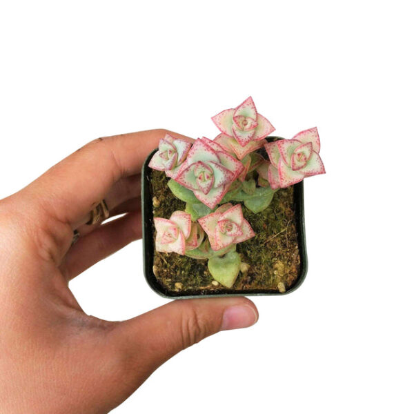 Crassula Tom Thumb Perforata - Image 3