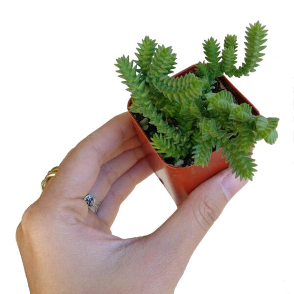 Crassula Watch Chain - Image 6