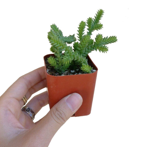 Crassula Watch Chain - Image 8