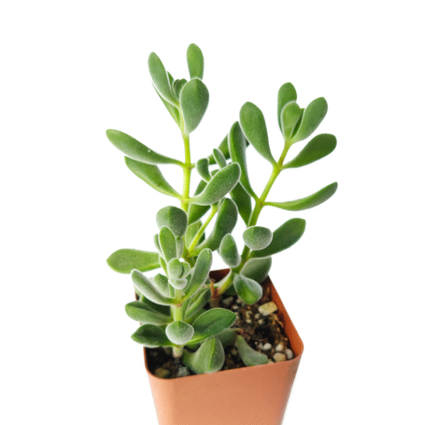 Crassula Congesta Green Beans - Image 7