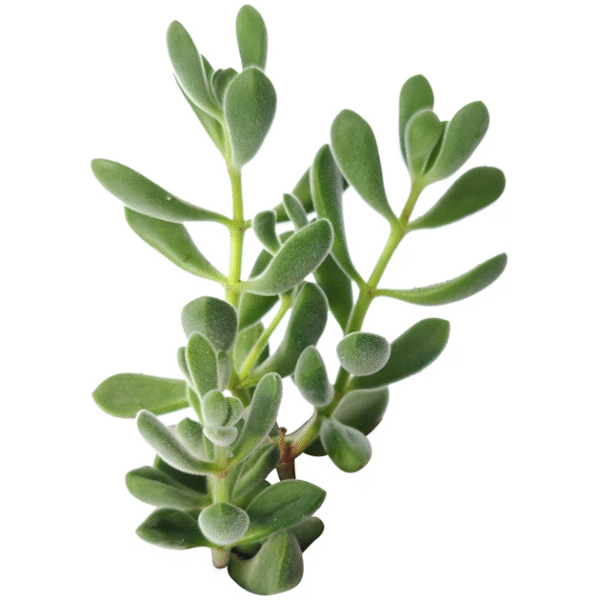Crassula Congesta Green Beans - Image 2