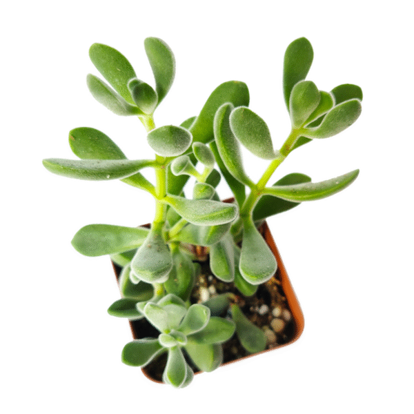 Crassula Congesta Green Beans - Image 6