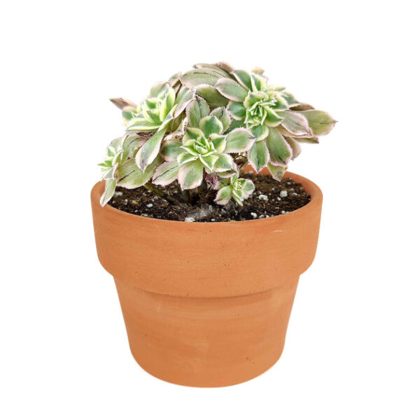 CRESTED Aeonium Sunburst - Image 9