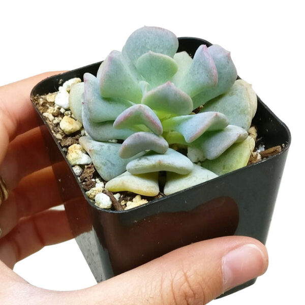 Echeveria Cubic Frost - Image 3