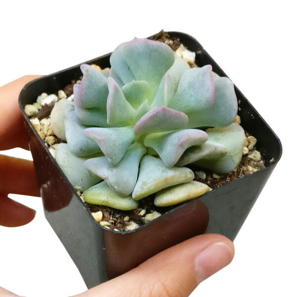 Echeveria Cubic Frost - Image 4