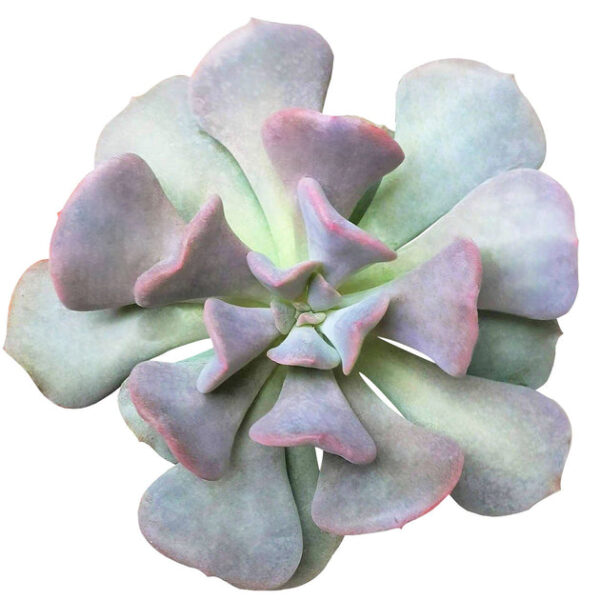 Echeveria Cubic Frost - Image 2
