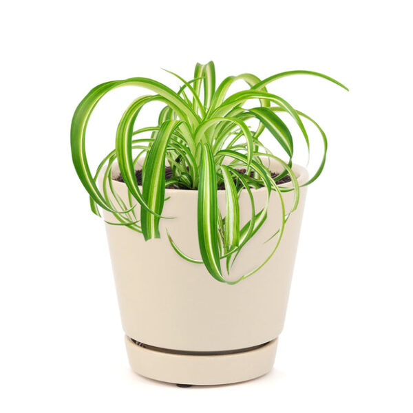 Curly Spider Plant 'Bonnie' - Image 9