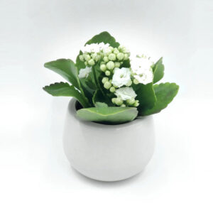 Kalanchoe blossfeldiana 'Calandiva White'