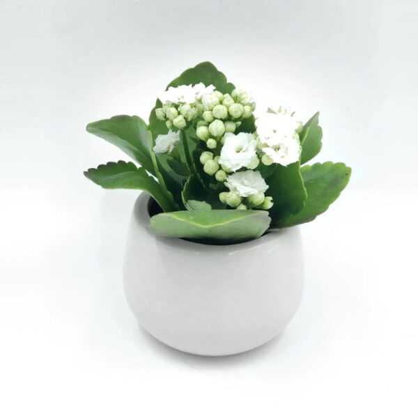 Kalanchoe blossfeldiana 'Calandiva White'